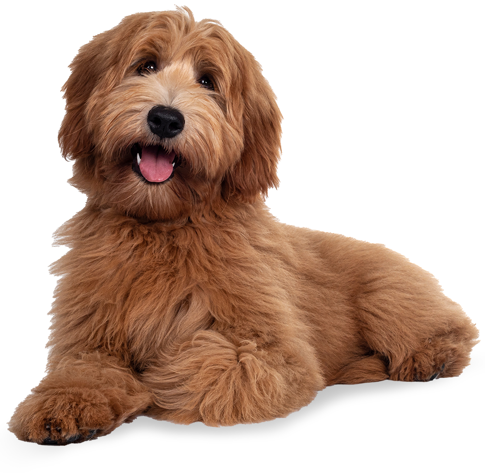 Hund liegt