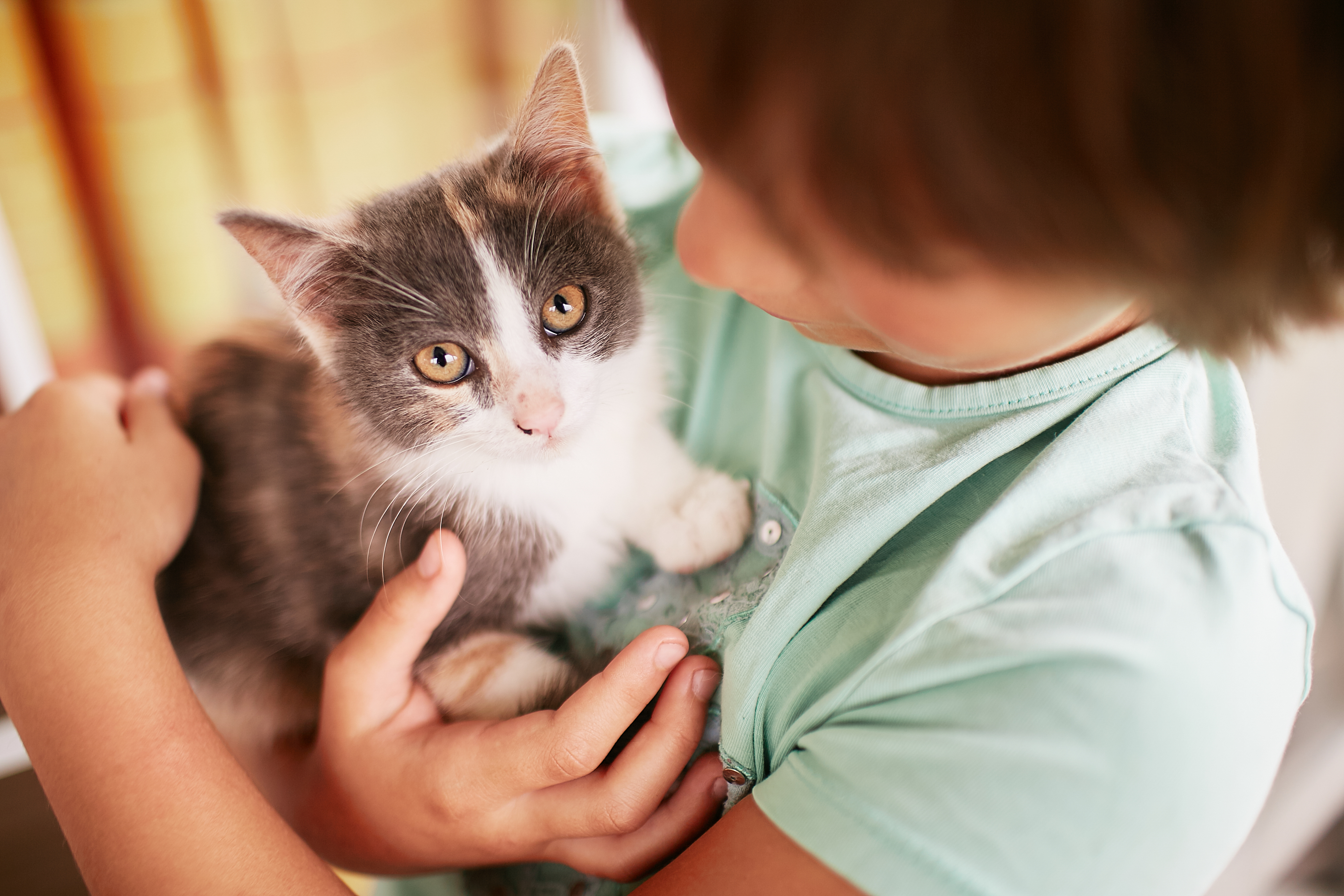 Junge hält Katze